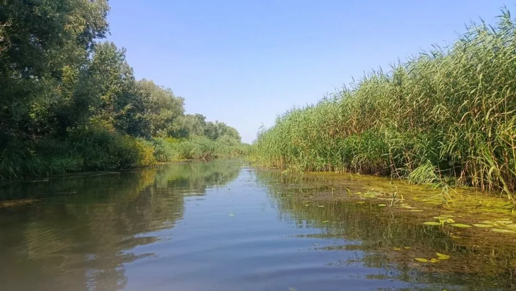 Не поспішають до Африки: на півдні Одещини наприкінці жовтня помітили зграю ластівок