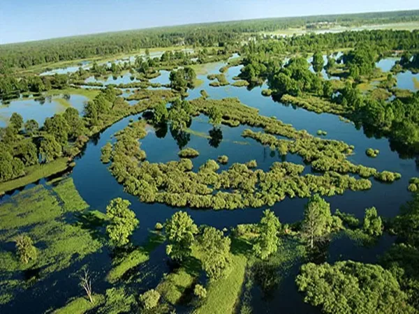 Із Волині у Дніпро через Білорусь, крізь болота та ліси несе свої води неймовірна річка (фото)