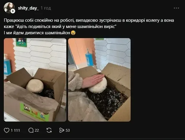 Гриб-велетень: українка виростила в коробці гігантську печерицю (фото)