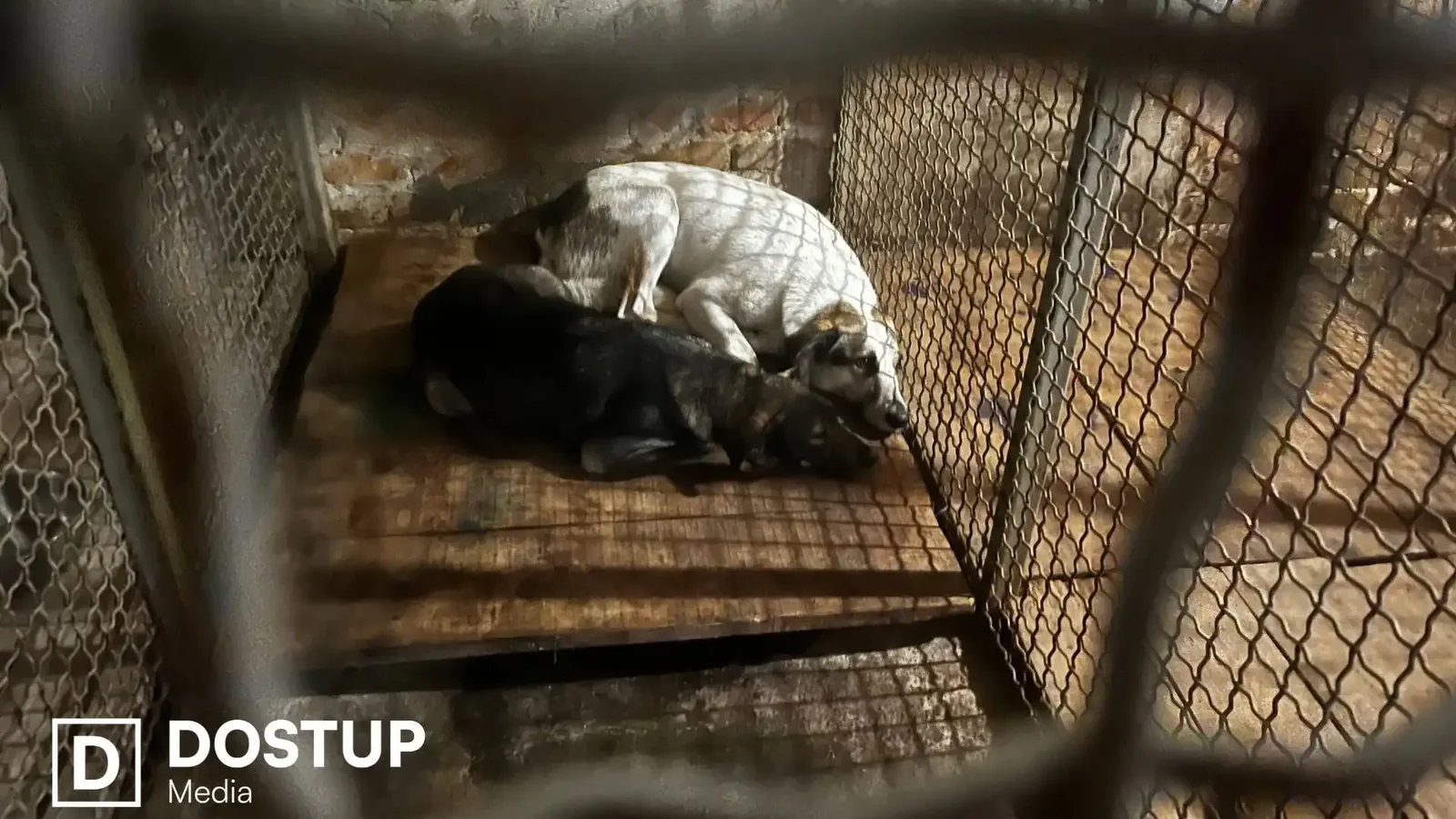 “Ситуацію потрібно терміново вирішувати”: що відбувається із безпритульними собаками після стерилізації у Кропивницькому