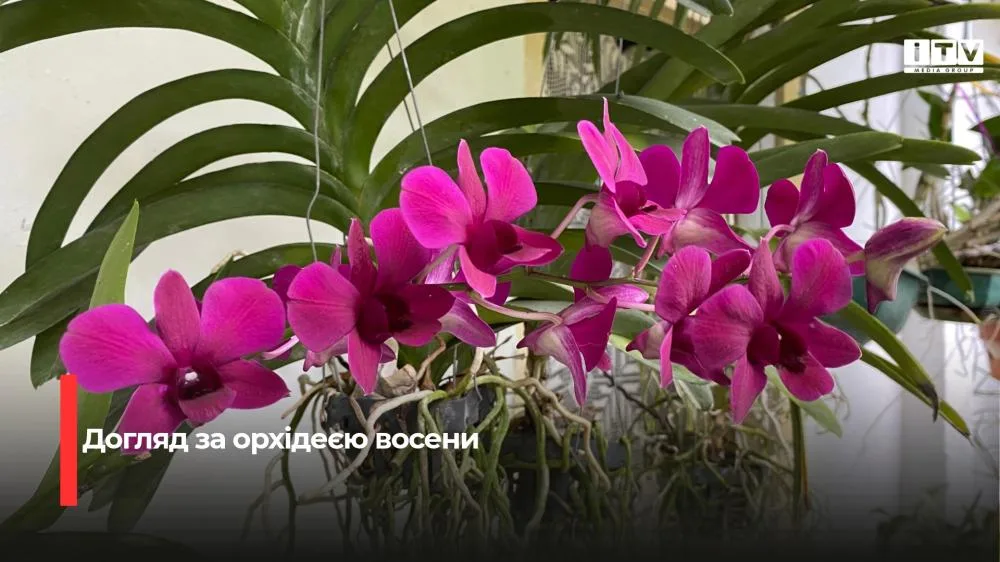 Як правильно доглядати за орхідеєю восени: помилки, які знищують цвітіння
