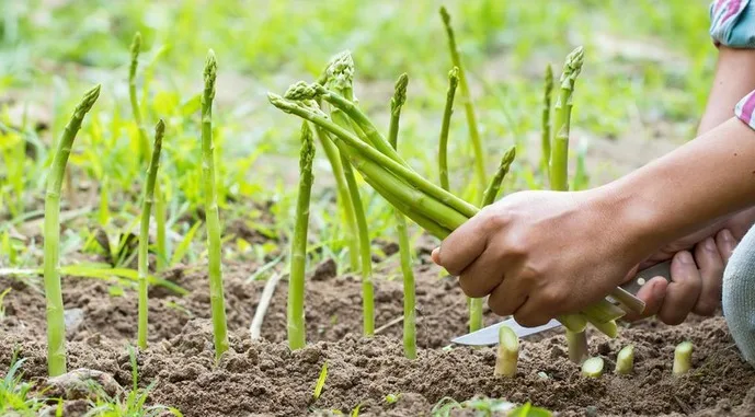 Переробка дозволяє виробникам спаржі не залежати від продажу свіжої продукції