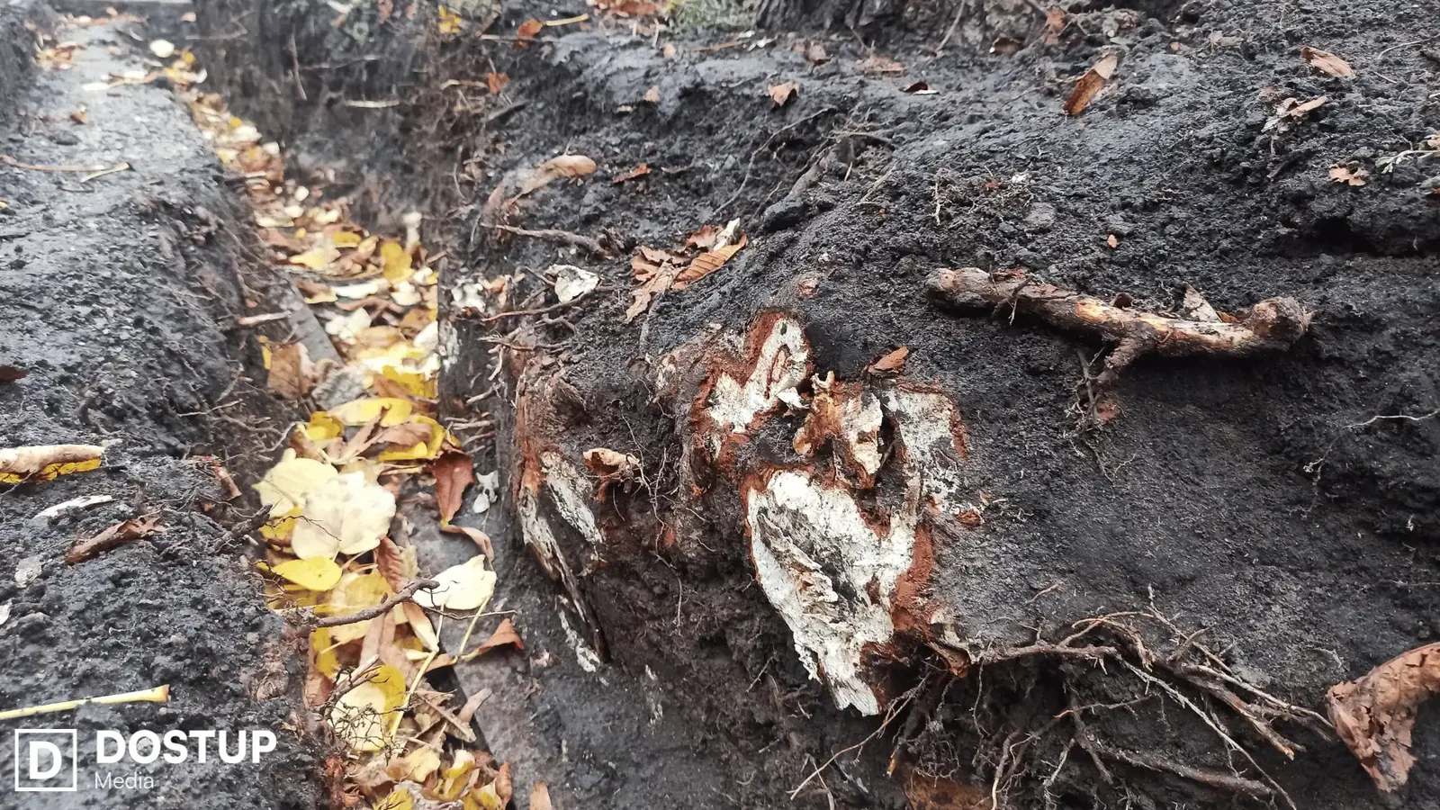 Пошкоджені корені каштанів на бульварі Студентський у Кропивницькому
