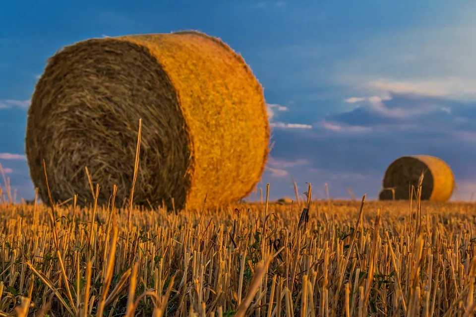 У вересні поставки української агропродукції за кордон зросли на 41%