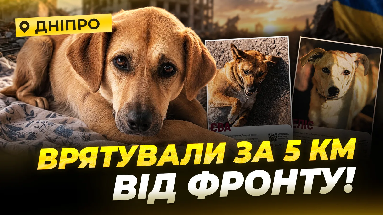 «Вагітною вигнали з дому»: яка доля собаки та її цуценят, евакуйованих із Покровська