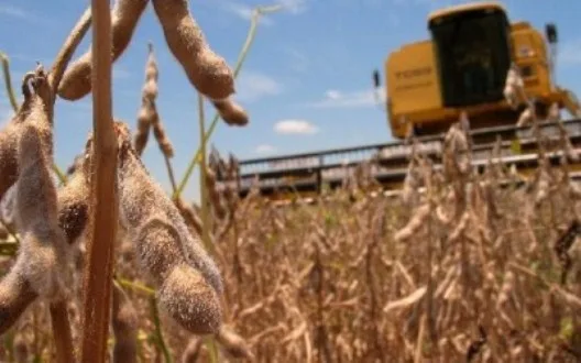 Ринок олійних культур і продуктів переробки: ціни на сою йдуть вгору, а соняшник та ріпак під тиском нового врожаю