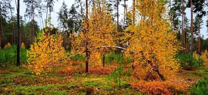 Золота осінь на Поліссі: ліс вражає неймовірними барвами (фото)