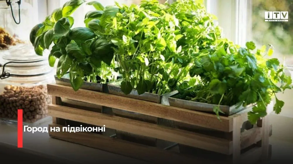 Город на підвіконні: що посіяти восени, щоб мати свіжу зелень цілий рік