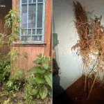 На Львівщині судитимуть двох чоловіків за постачання метадону до колонії