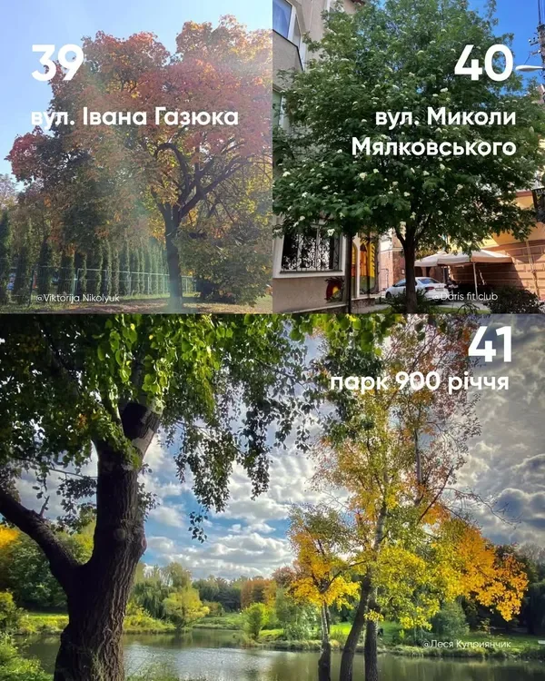 У Луцьку обирають найкрасивіше дерево міста (фото)
