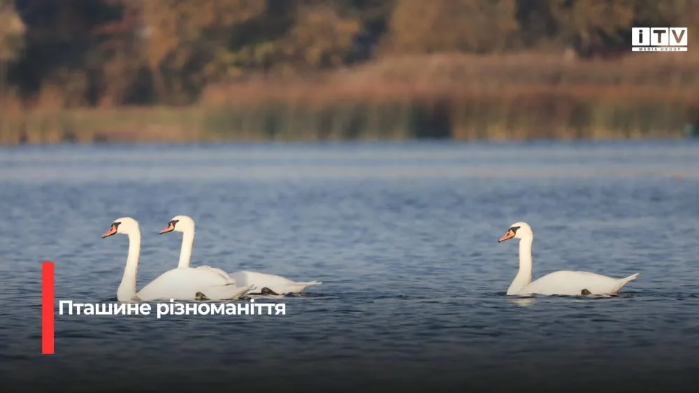 У Нобельському нацпарку зафіксували 19 видів птахів під час осінніх обліків (ФОТО)