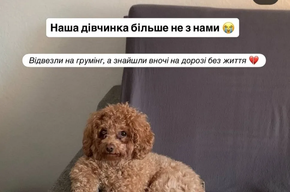 У Франківську після візиту до грумінгу загинула собака: власниця звинувачує салон