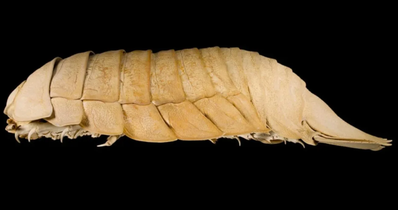Обнаружен новый вид подводных гигантов: ученые ошибались более 30 лет (фото)