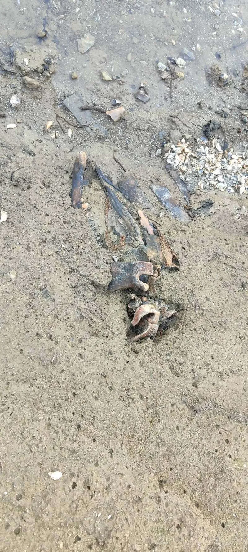 (ФОТО) Дністер міліє і на Буковині все більше історичних знахідок: сліди давніх поселень і доісторичних тварин