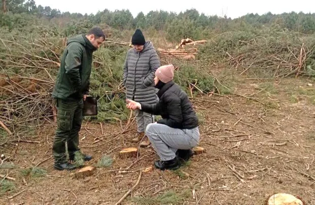 Півтори тисячі зрізаних сосен: Держекоінспекція виграла суд проти міськради на мільйони гривень
