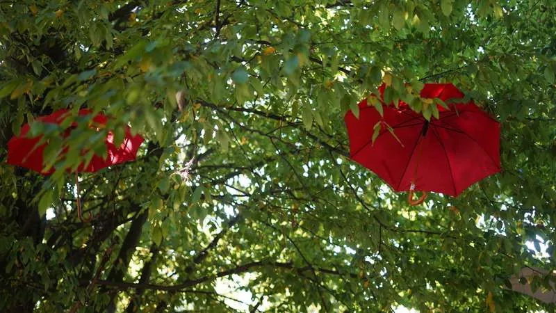 У центральному парку імені Тараса Шевченка в Чернівцях облаштовані нові осінні фотозони У центральному парку імені Тараса Шевченка в Чернівцях облаштовані нові осінні фотозони