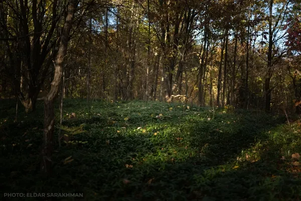 Старе кладовище в селі Кривчани на лисківському березі поросло барвінком