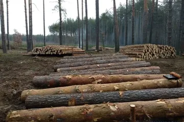 Компанія без працівників і техніки отримала договори з держлісгоспами на ₴178,5 мільйона - ДБР