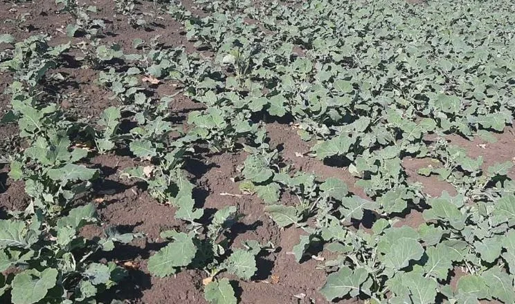 Через посухи господарство на Черкащині відмовилося від вирощування ріпаку
