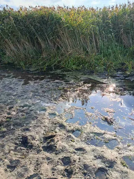 Стохід стрімко міліє: на Волині річка місцями повністю пересохла (фото)