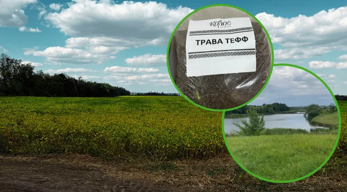 Основні складники успішного бізнесу на 4 тис. га, зокрема тефф та очищення водойм