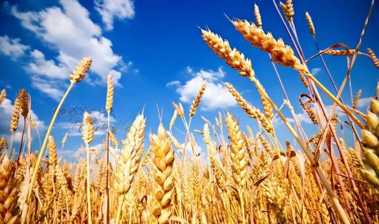 Пропозиція пшениці суттєво перевищує наявні можливості збуту