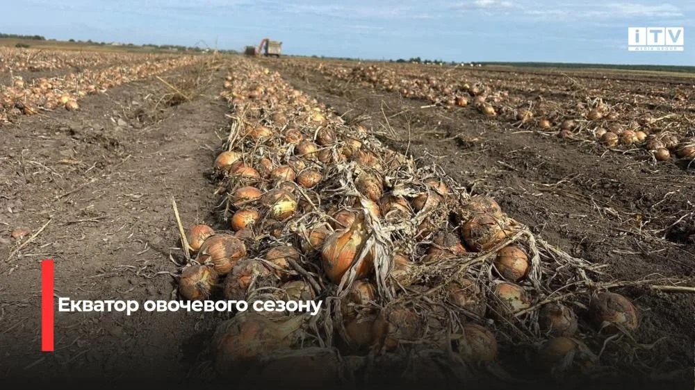 Аграрії Рівненщини вже зібрали половину врожаю