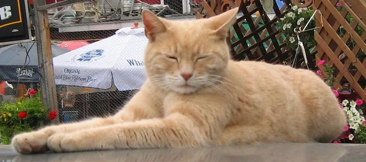кот-мэр Стаббс