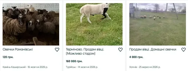Від 170 гривень за кілограм до 16 тисяч за баранчика: скільки коштують вівці на Волині (фото)