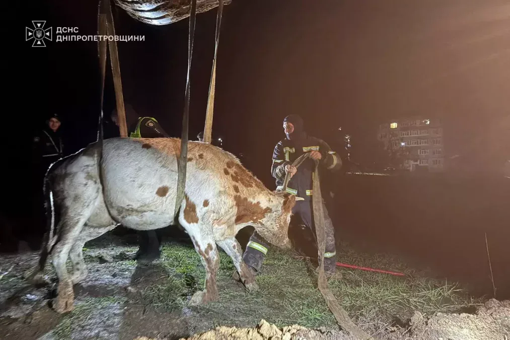 У Тернівці на Дніпропетровщині корова впала в яму біля місця прокладання водопроводу: тварину врятували надзвичайники - 18.10.2026 У Тернівці на Дніпропетровщині корова впала в яму біля місця прокладання водопроводу: тварину врятували надзвичайники - 18.10.2026