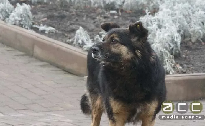 Що робити з безпритульними тваринами: чернівчан кличуть на громадські слухання 27 жовтня