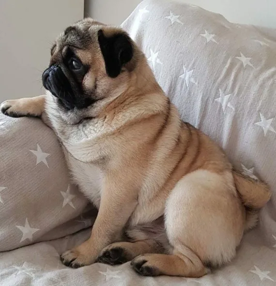 Мопс