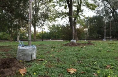 Висаджування молодих кленів і верб на Флотському бульварі в Миколаєві