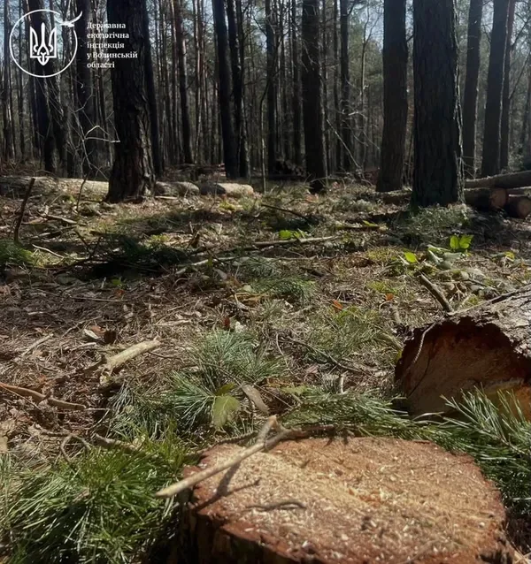 На Волині зрубали понад 1,7 тисячі дерев: збитки довкіллю перевищують 9,3 мільйона гривень