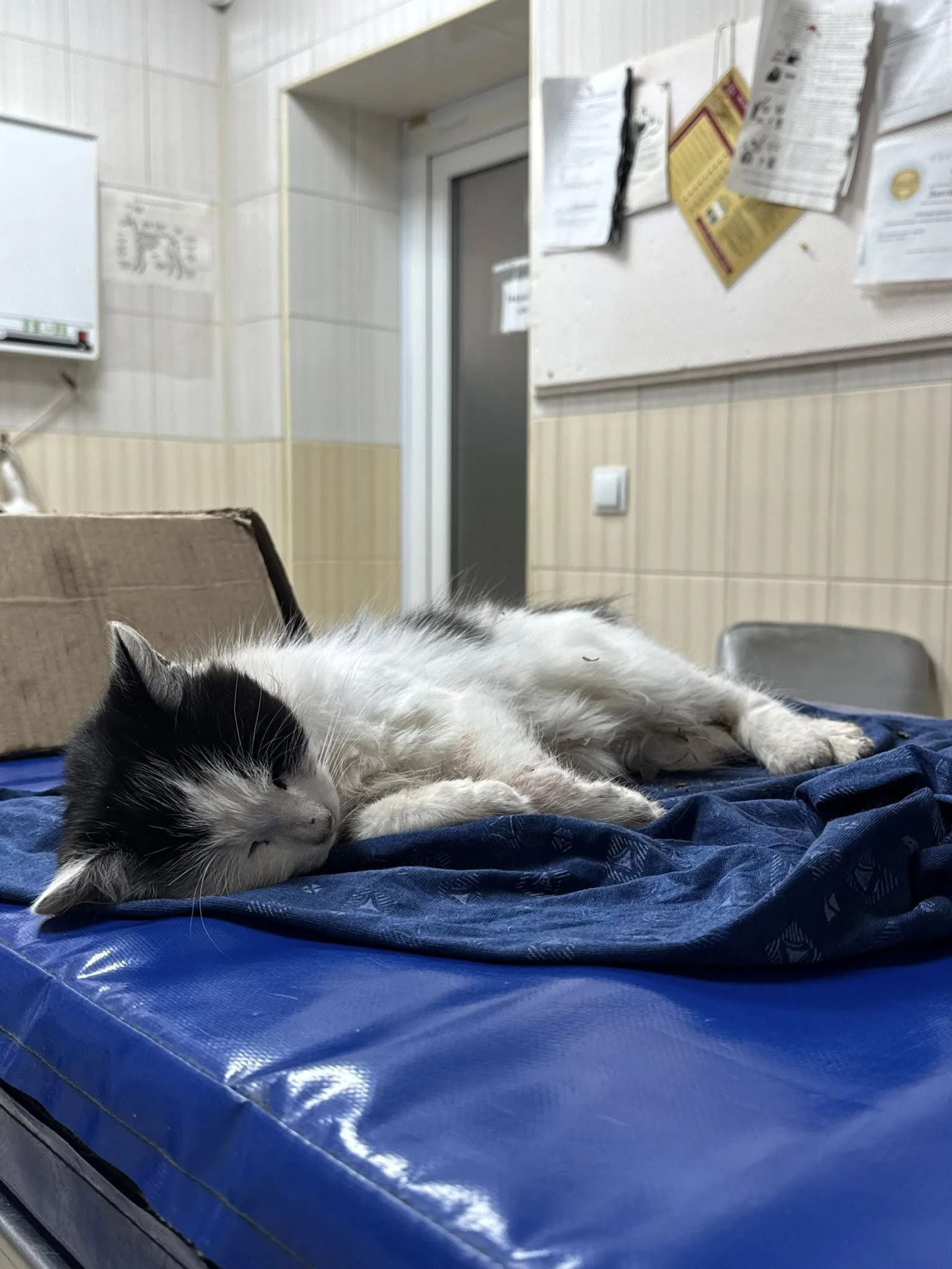 У Харкові невідомі жорстоко побили кота