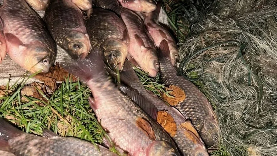 На Дніпропетровщині спіймали браконьєрів з уловом на 115 тисяч