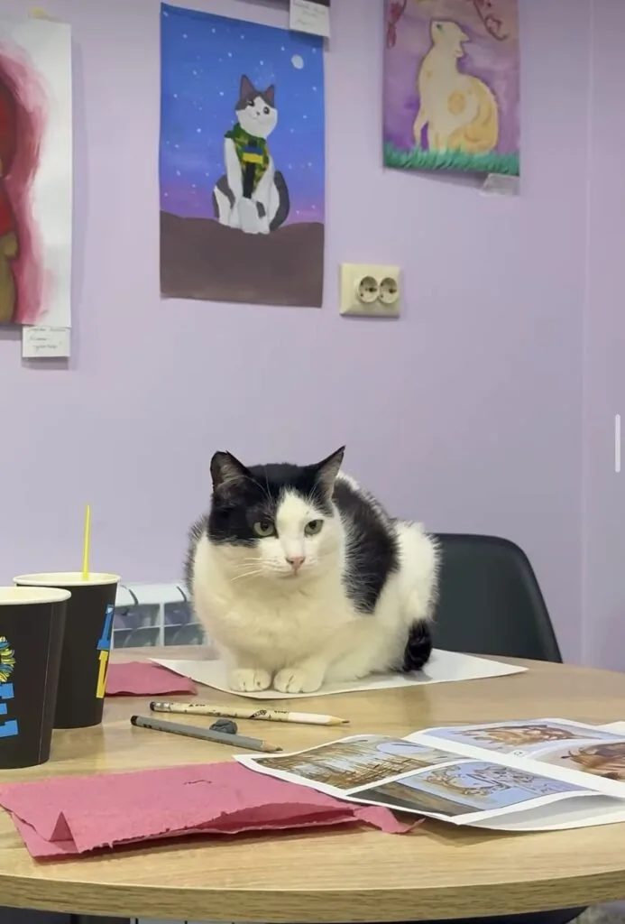 Котокафе Meow Cafe Запоріжжя
