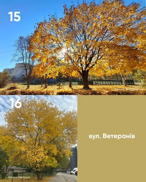 У Луцьку обирають найкрасивіше дерево міста (фото)