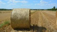 Зерно
