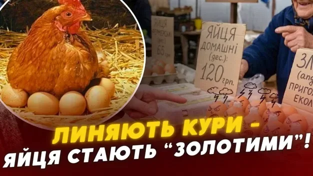 Кури линяють, ціни ростуть: чому на Волині дорожчають яйця (відео)