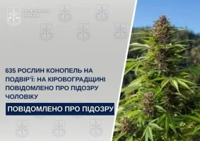 635 рослин конопель на подвір’ї: на Кіровоградщині повідомлено про підозру чоловіку