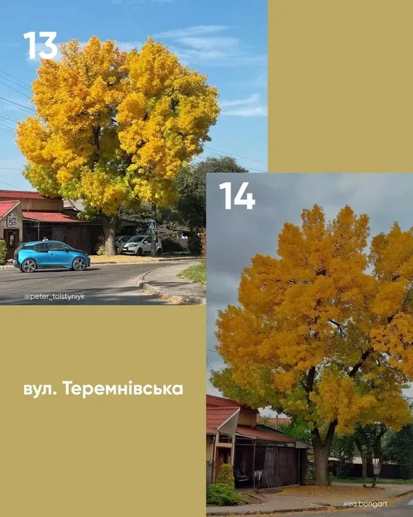 У Луцьку обирають найкрасивіше дерево міста (фото)