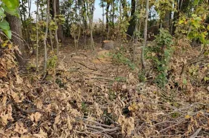 Незаконна вирубка дубів і ясенів у полезахисних лісосмугах Кривоозерської громади