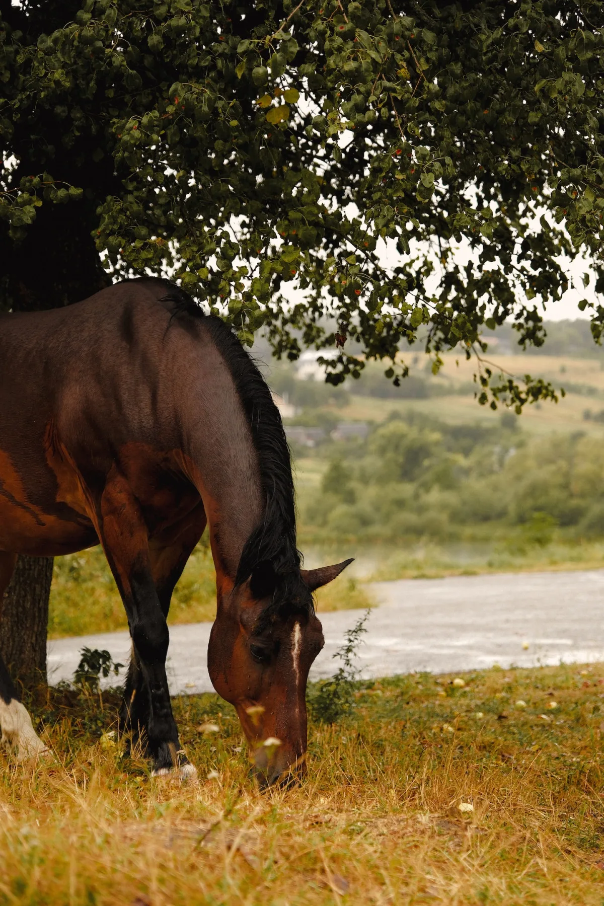 Le Galop