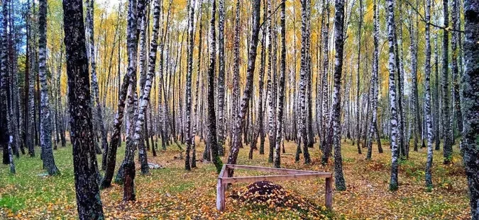 Золота осінь на Поліссі: ліс вражає неймовірними барвами (фото)