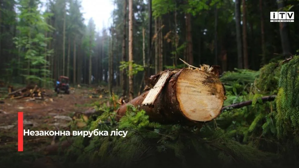 За незаконну вирубку лісу в бюджет Острозької громади стягнули понад 400 тисяч гривень
