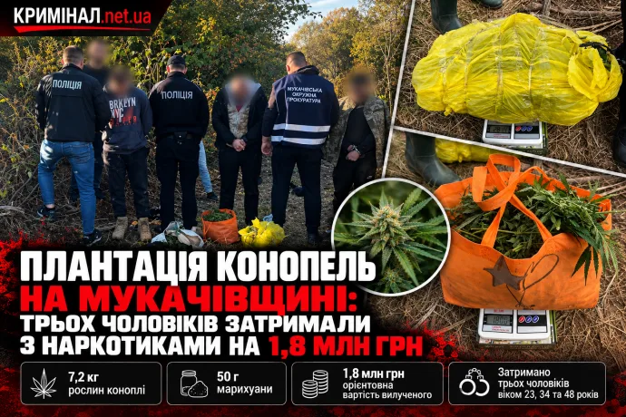 Плантація конопель на Мукачівщині: трьох чоловіків затримали з наркотиками на 1,8 млн грн