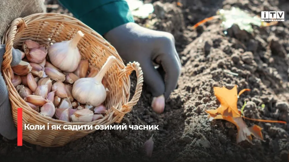 Як правильно садити озимий часник, щоб він не вимерз і дав великий врожай