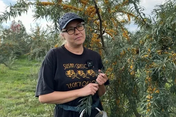Оксана каже, що, коли рве обліпиху, то релаксує
