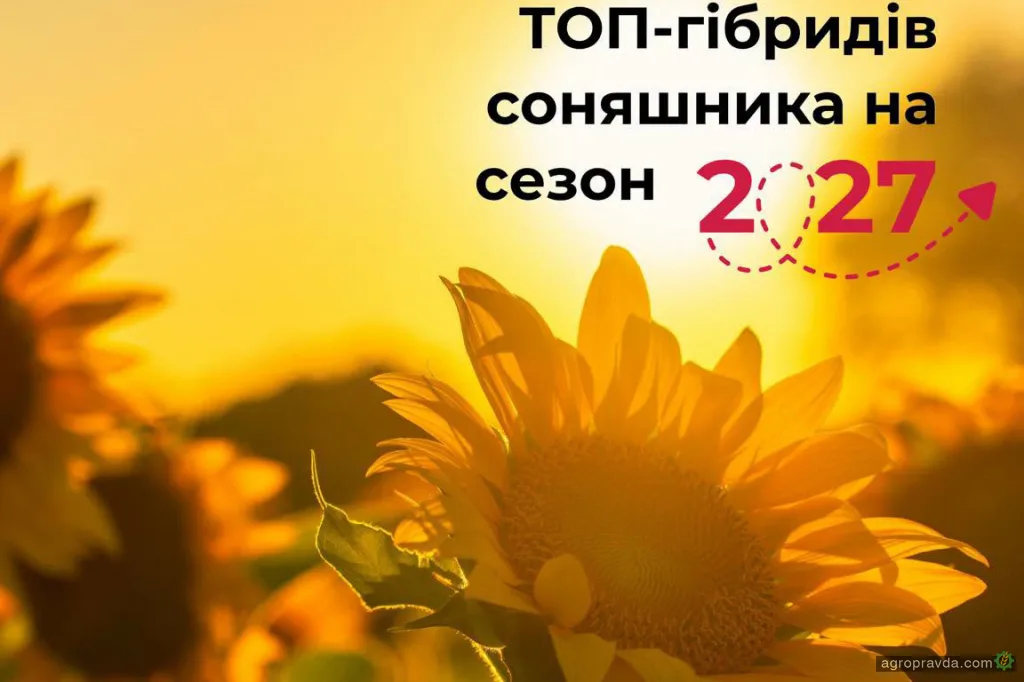 Урожайність соняшнику починається з правильного вибору гібриду